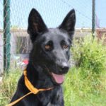 Schäferhund Mischling Puma, 10/2020, ca. 60 cm