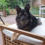 Mischling Pysia, 02/2014, ca. 30 cm, 23795 Bad Segeberg