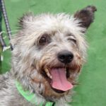 Mischling Rocky, 08/2016, ca. 40 cm