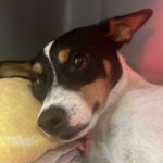 Bodeguero Sally, 08/2021, ca. 30 cm