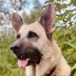 Schäferhund Santos, 09/2019, ca. 60 cm, 32676 Lüge