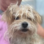 Yorkshire Terrier Sasha, 07/2014, ca. 25 cm