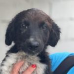 Border Collie Mischling Selmo, 05/2023, Endgröße ca. 50 cm