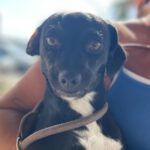 Mischling Seven, 09/2022, ca. 30 cm