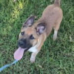 Mischling Sico, 03/2023, Endgröße ca. 55-65 cm