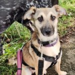 Mischling Stella, 06/2022, ca. 40 cm, 31606 Warmsen