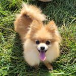 Pomeranien Thais, 02/2017, ca. 20 cm, 76448 Durmesheim