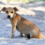 Podenco Maneto Toffel, 04/2023, Endgröße ca. 30 cm, 61191 Rosbach vor der Höhe