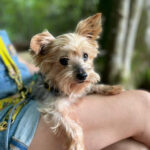 Yorkshire Terrier Turco, 04.07.2016, ca. 20 cm, 88677 Markdorf