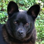 Mischling Weglik, 03/2021, ca. 40 cm, 91792 Ellingen