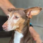 Podenco Yuki, 2016-2017, ca. 45 cm