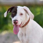 Pointer Mischling Zappa, 04/2023, Endgröße ca. 50 cm