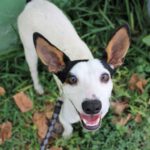 Bodeguero Zarza, 08/2021, ca. 40 cm