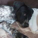 Mischling Ariel, 07/2023, Endgröße ca. 45 cm