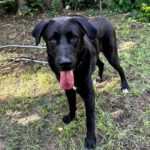 Labrador Mischling Benji, 02/2022, ca. 75 cm