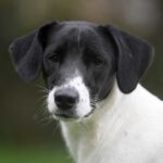 Bodeguero Brandy, 08/2022, ca. 40 cm, 21031 Hamburg