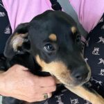 Mischling Bubbles, 06/2023, Endgröße ca. 55 cm