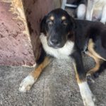 Berner Sennenhund Mischling Butler, 02/2023, ca. 70-75 cm