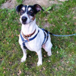 Bodeguero Chico, 09/2016, 45 cm, 48249 Dülmen