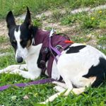 Bodeguero Chloe, 08/2021, ca. 50 cm, 12557 Berlin