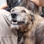 Mischling Cies, 04/2019, ca. 55 cm, 65597 Hünfelden/Heringen