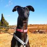 Galgo Dario, 04/2021, ca. 68 cm