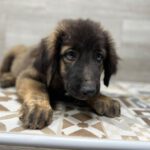 Mastin Mischling Diego, 06/2023 , Endgröße ca. 70 cm