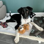 Border Collie Mischling Elias, 01/2023, ca. 60 cm, 63110 Rodgau