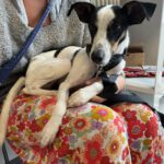 Bodeguero Elio, 09/2021, ca. 40 cm, 07747 Jena