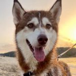 Sibirian Husky Elsa, 01.2022, ca. 55 cm, 68535 Edingen-Neckarhausen