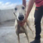 Galgo Fina, 10/2021, ca. 62 cm