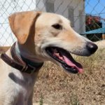 Galgo Galo, 05/2021, ca. 70 cm