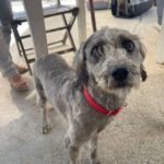 Mischling Gitana, 11/2020, ca. 40 cm, 21465 Reinbek