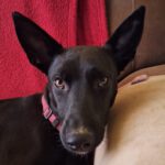 Mischling India, 06/2022, ca. 52 cm, 55422 Bacharach-Steeg