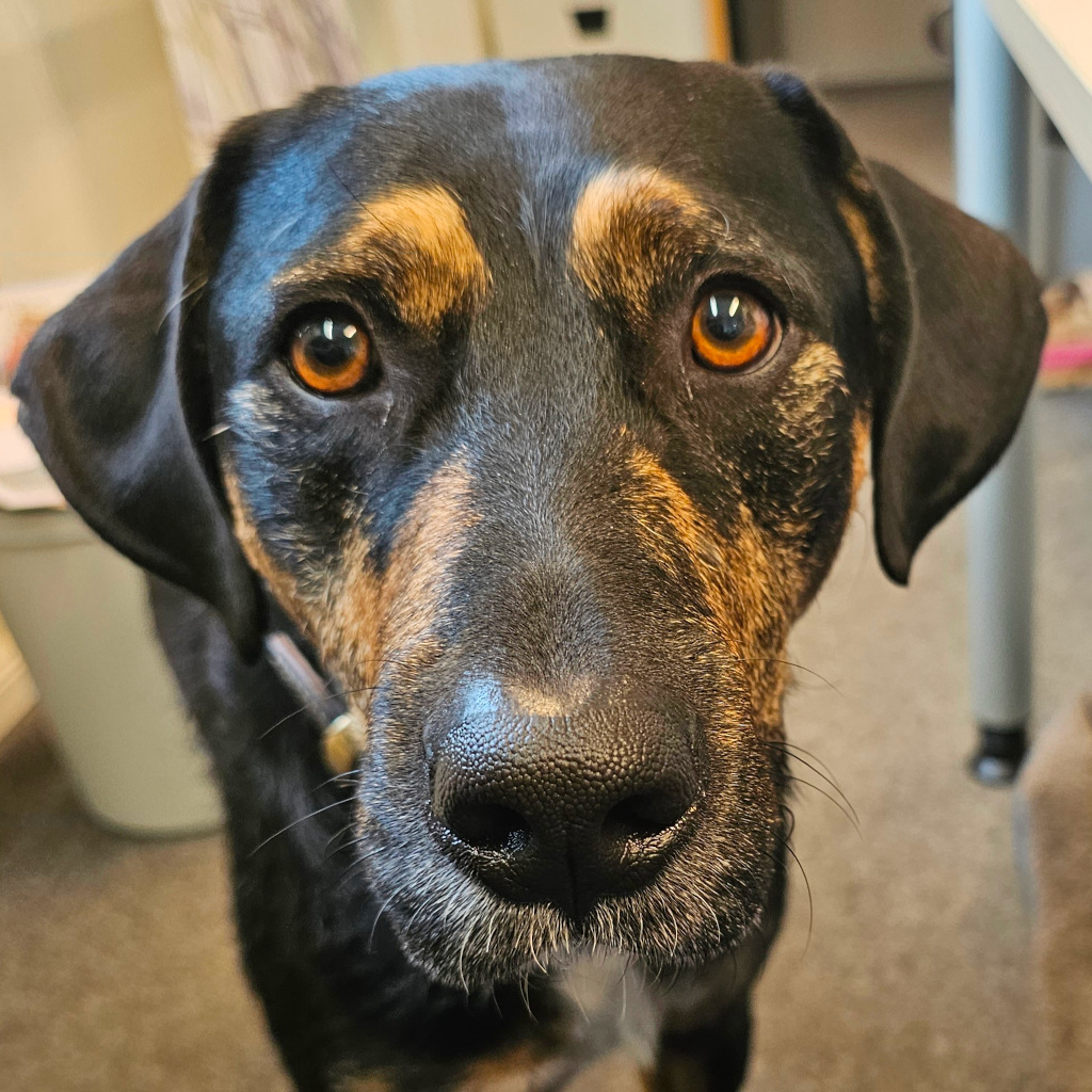 Mischling Izan, ca. 06.01.2021, 55cm, 24635 Daldorf