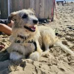 Briard Mischling Jabon, 01/2019, ca. 60 cm, 47839 Krefeld