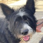 Schnauzer Mischling Kumpel, 04/2019, ca. 50 cm