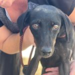 Mischling Laila, 02/2022, ca. 38 cm