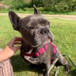 Franz. Bulldogge Leni, 09/2019, ca. 30 cm, 44894 Bochum