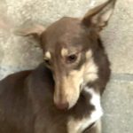 Podenco Mischling Lilly, 01/2023, ca. 40 cm