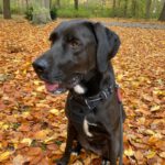 Labrador Mischling Luna, 01/2017, ca. 60 cm, 14057 Berlin