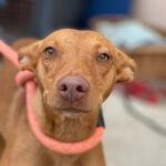 Podenco Luna, 03/2021, ca. 40 cm