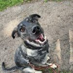 Schäferhund Mischling Michael, 06/2022, ca. 65 cm, 44846 Bochum