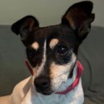 Bodeguero Mima, 05/2016, ca. 35 cm, 64521 Groß-Gerau