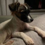 Bodeguero Mischling Nala, 05/2023, Endgröße 40 cm, 04317 Leipzig