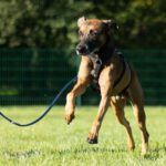 Mischling Noddy, ca. 01/2017, ca. 48 cm, 73642 Welzheim