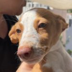 Podenco Oskar, 05/2023, Endgröße ca. 45 cm