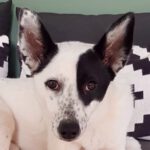 Mischling Panda, 11/2022, ca. 45 cm, 21444 Vierhöfen