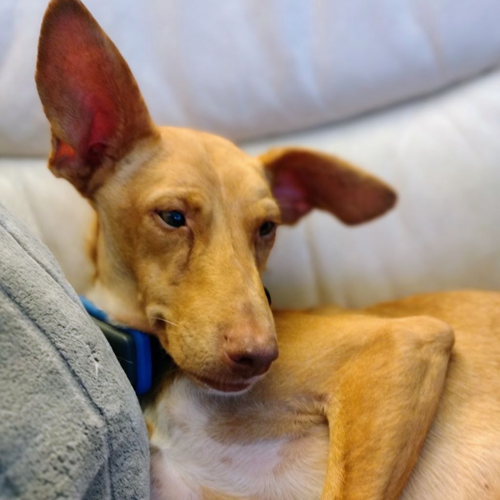 Podenco Peter, 08/2021, ca. 40 cm, 66346 Püttlingen