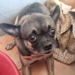 Chihuahua Pikachu, 09/2019, ca. 25 cm